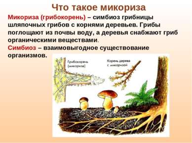 Микориза (грибокорень) – симбиоз грибницы шляпочных грибов с корнями деревьев...
