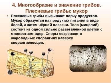 4. Многообразие и значение грибов. Плесневые грибы: мукор Плесневые грибы выз...