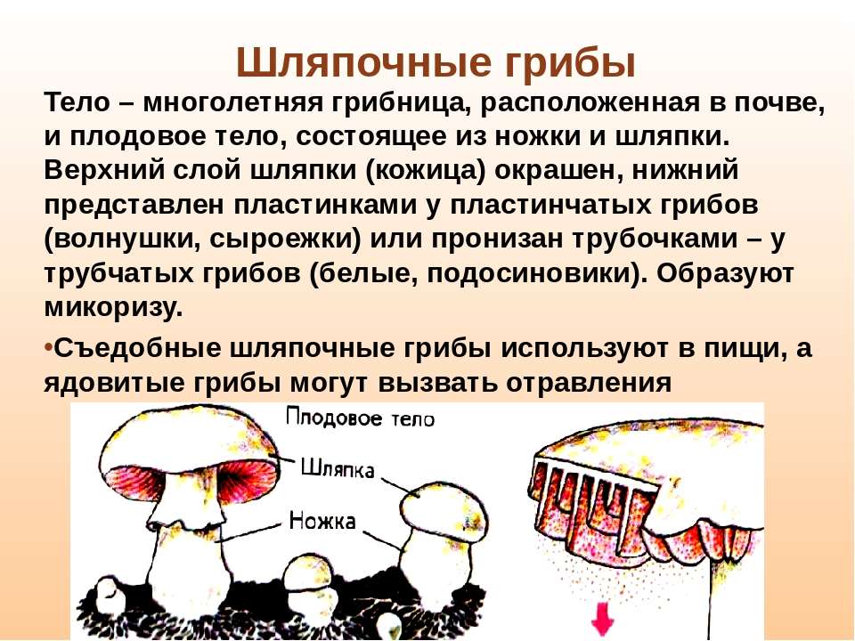 У некоторых грибов нити грибницы представляют собой. Царство грибов Шляпочные. Тело шляпочных грибов. Описание шляпочных грибов. Плодовое тело шляпочного гриба.