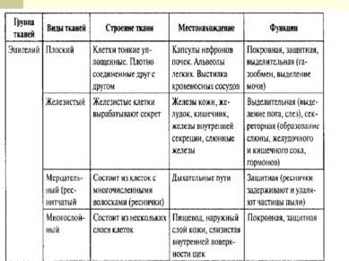 II. Мышечная ткань А) сердечные мышцы Б) скелетные мышцы В) гладкие мышцы