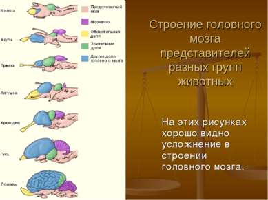 Строение головного мозга представителей разных групп животных На этих рисунка...