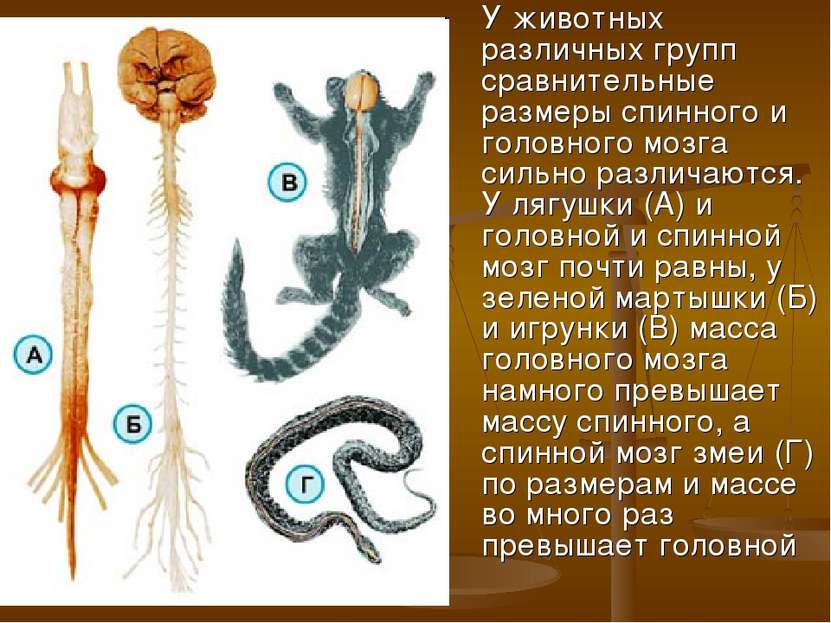 У животных различных групп сравнительные размеры спинного и головного мозга с...