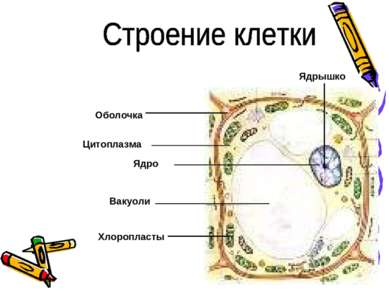 Хлоропласты Вакуоли Ядро Оболочка Ядрышко Цитоплазма