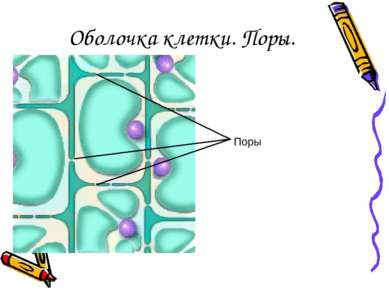 Поры Оболочка клетки. Поры.