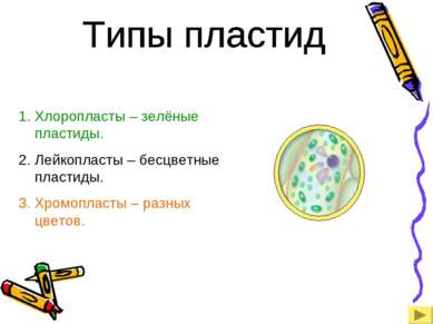 Хлоропласты – зелёные пластиды. Лейкопласты – бесцветные пластиды. Хромопласт...