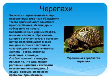 Черепахи - единственные среди позвоночных животных обладатели такого оригинал...