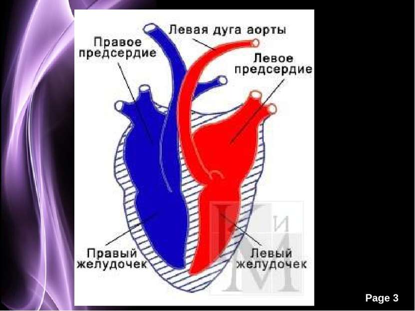 Сердечный цикл картинка