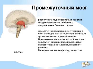 Промежуточный мозг расположен под мозолистым телом и сводом срастается по бок...