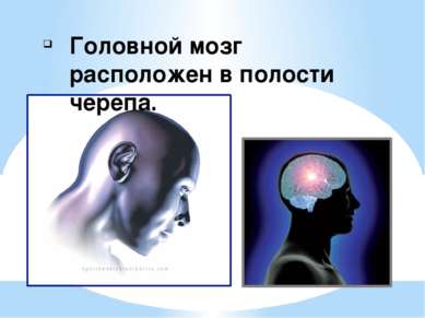 Головной мозг расположен в полости черепа.