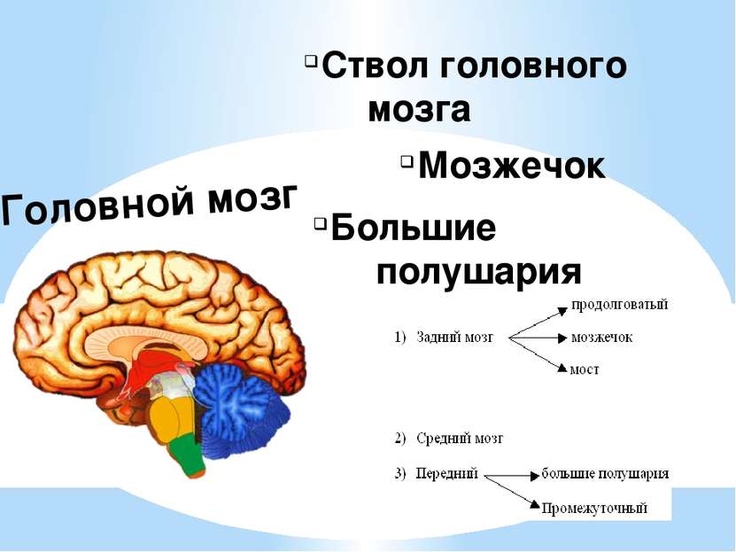 Ствол головного мозга Мозжечок Большие полушария Головной мозг