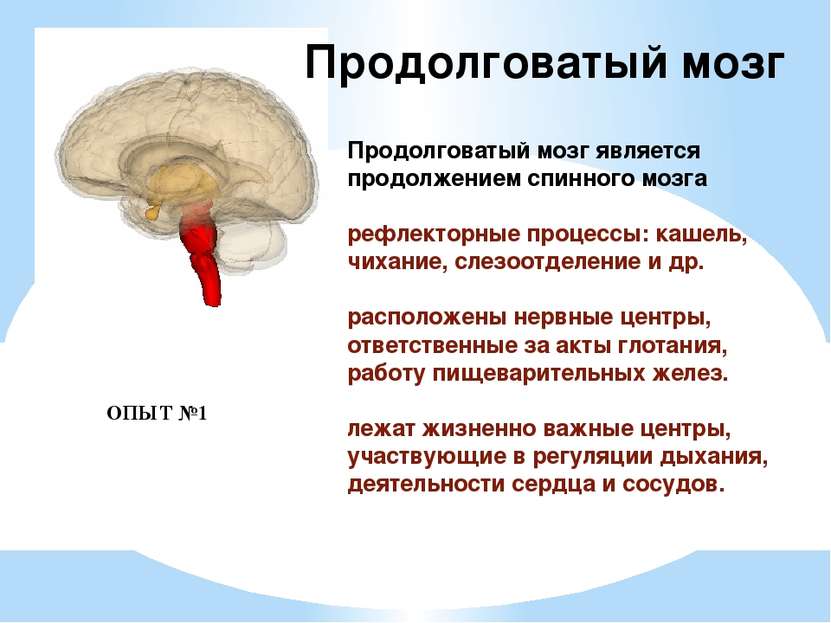 Продолговатый мозг является продолжением спинного мозга рефлекторные процессы...