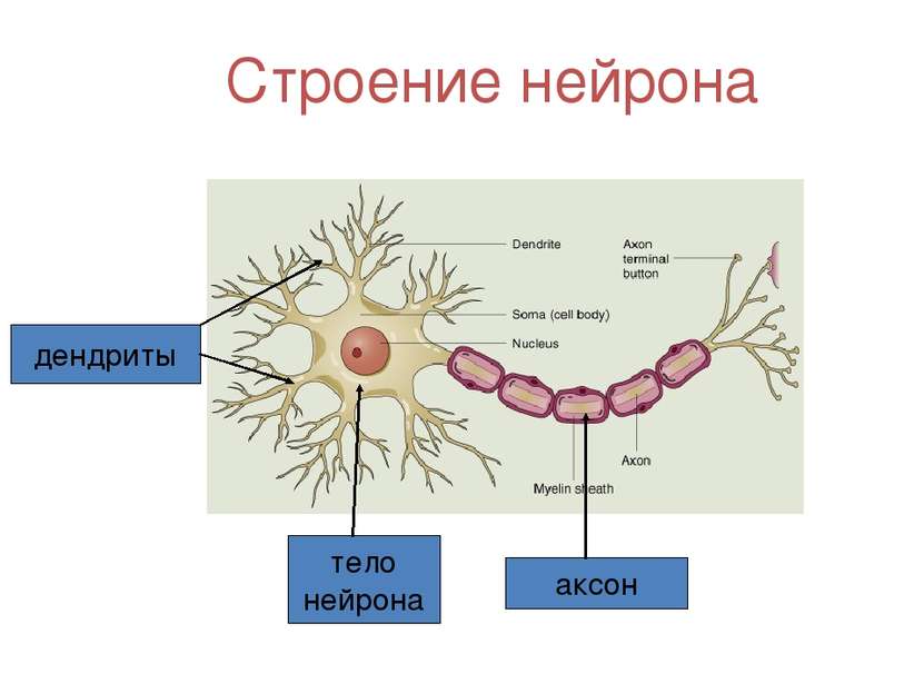 Основа нервной клетки. Субклеточное строение нейрона. Полное строение нейрона. Схема строения нейрона. Тело нейрона Аксон дендрит стр.
