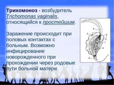 Трихомоноз - возбудитель Trichomonas vaginalis, относящийся к простейшим. Зар...