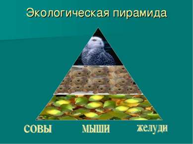 Экологическая пирамида