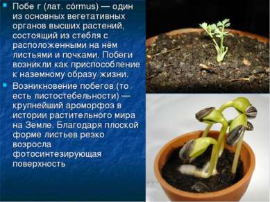 Побе г (лат. córmus) — один из основных вегетативных органов высших растений,...