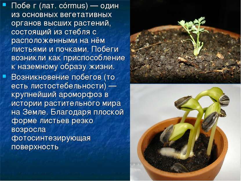 Побе г (лат. córmus) — один из основных вегетативных органов высших растений,...