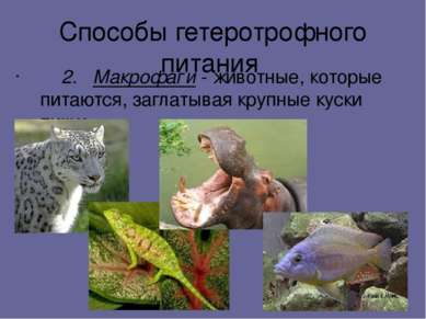 Способы гетеротрофного питания 2. Макрофаги - животные, которые питаются, заг...