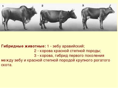 Гибридные животные: 1 - зебу аравийский; 2 - корова красной степной породы; 3...