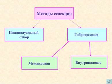 Методы селекции Индивидуальный отбор Гибридизация Межвидовая Внутривидовая