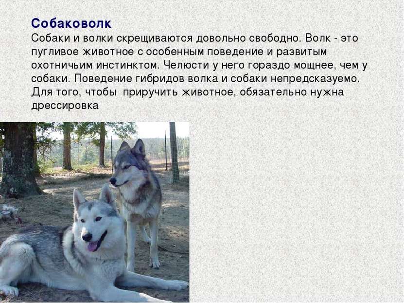 Собаковолк Собаки и волки скрещиваются довольно свободно. Волк - это пугливое...