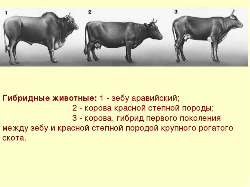 Гибридные животные: 1 - зебу аравийский; 2 - корова красной степной породы; 3...