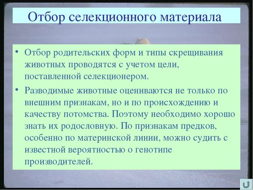 Отбор селекционного материала Отбор родительских форм и типы скрещивания живо...