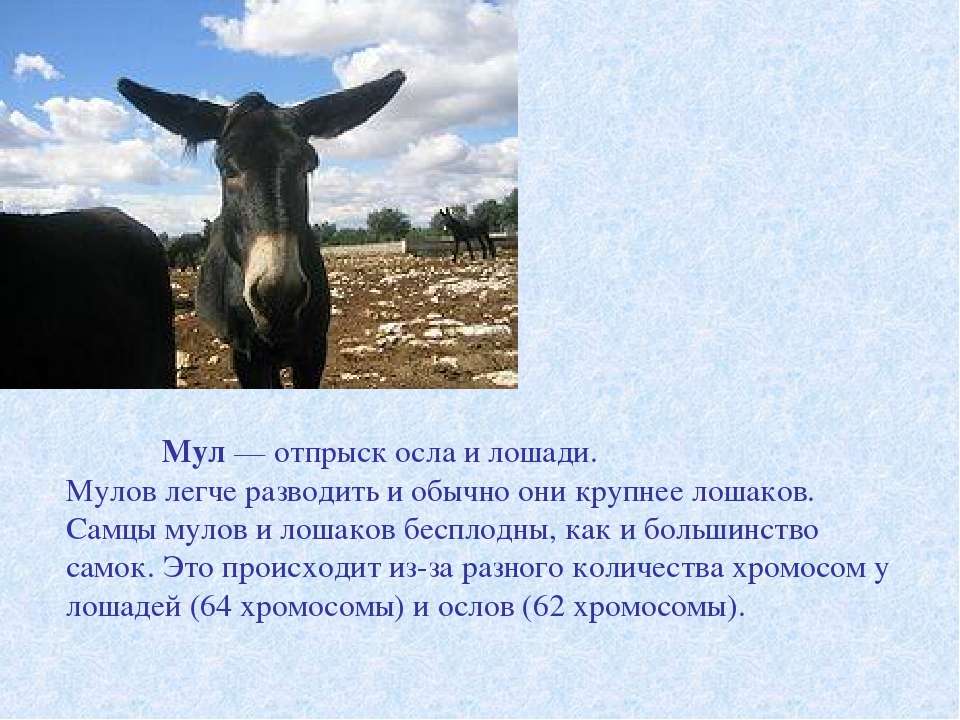 Почему мулы бесплодны. Мул ишак Лошак. Мул и осел. Мул селекция. Мул бесплоден.