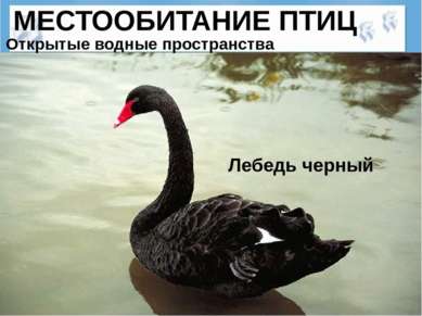 МЕСТООБИТАНИЕ ПТИЦ Лебедь черный Открытые водные пространства