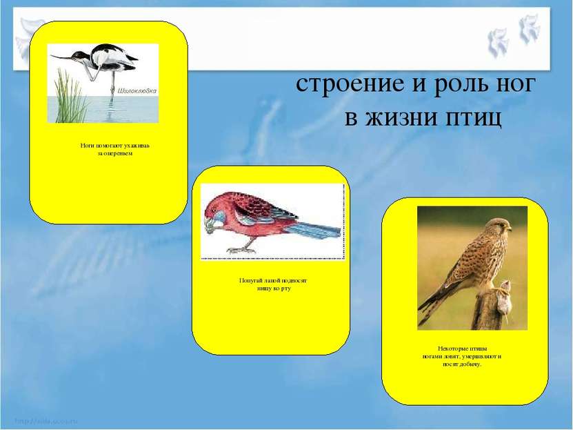 строение и роль ног в жизни птиц Ноги помогают ухаживаь за опереньем Попугай ...
