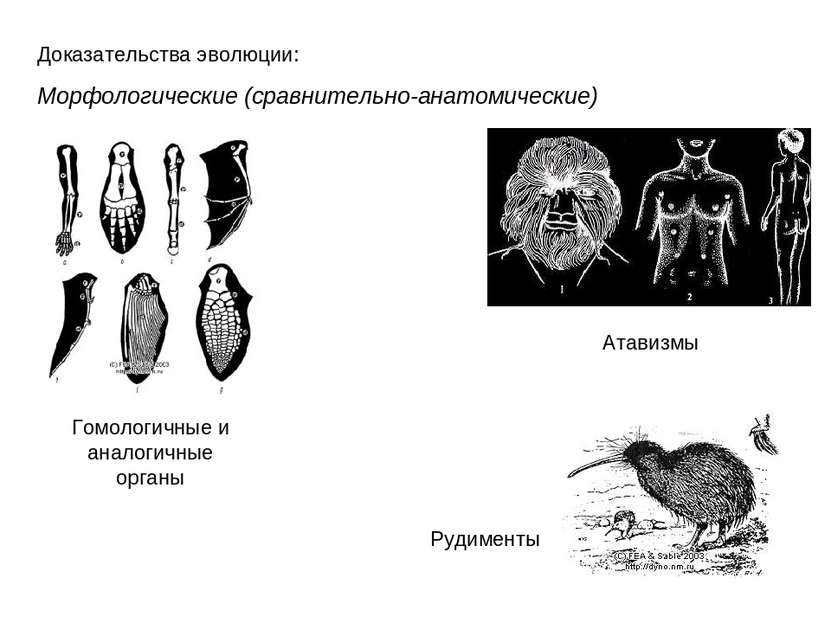 Доказательства эволюции: Морфологические (сравнительно-анатомические) Гомолог...