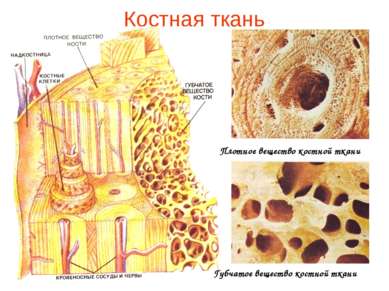 Костная ткань Плотное вещество костной ткани Губчатое вещество костной ткани