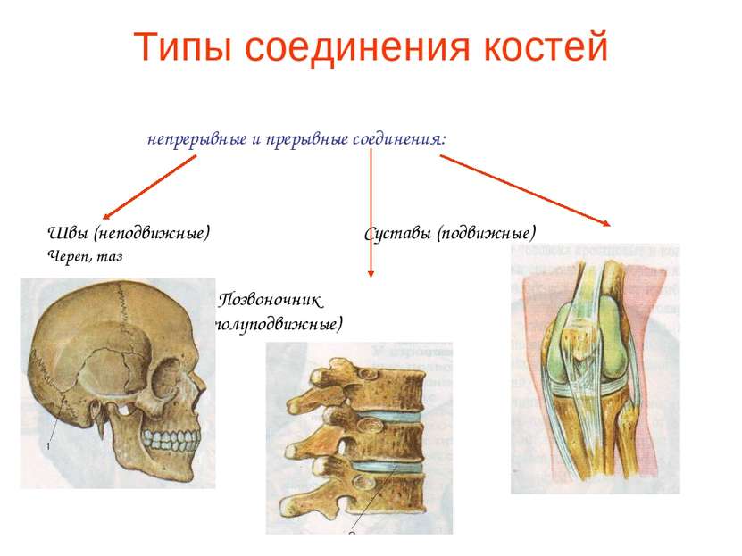 Типы соединения костей непрерывные и прерывные соединения: Швы (неподвижные) ...