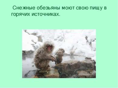 Снежные обезьяны моют свою пищу в горячих источниках.