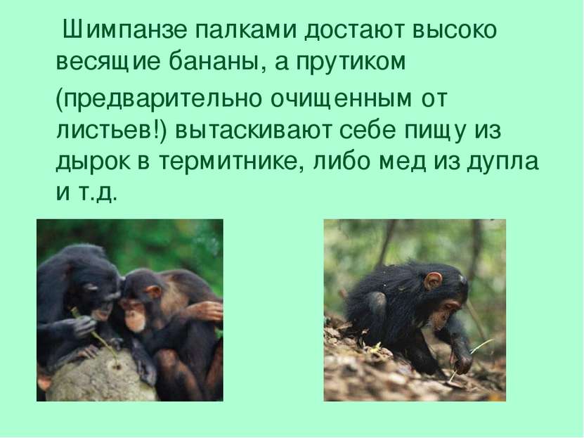 Шимпанзе палками достают высоко весящие бананы, а прутиком (предварительно оч...