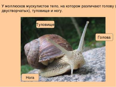 У моллюсков мускулистое тело, на котором различают голову (нет у двустворчаты...