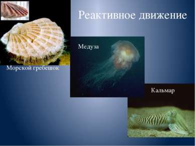Реактивное движение Морской гребешок Медуза Кальмар