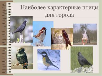Наиболее характерные птицы для города