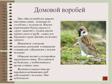 Домовой воробей Это одна из наиболее широко известных птиц , живущих по сосед...