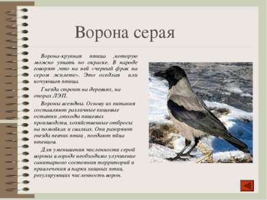 Ворона серая Ворона-крупная птица ,которую можно узнать по окраске. В народе ...