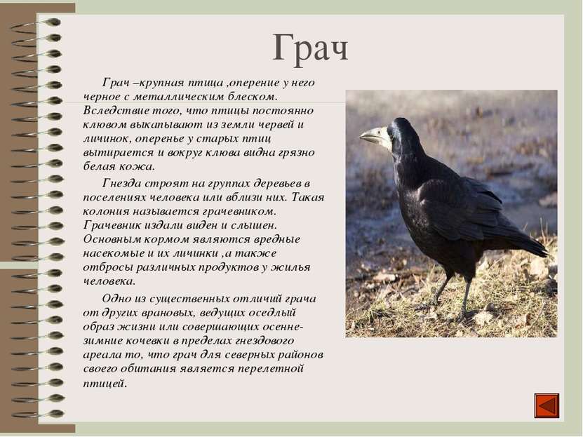 Грач Грач –крупная птица ,оперение у него черное с металлическим блеском. Всл...