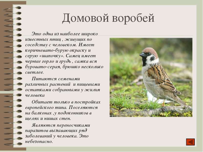 Домовой воробей Это одна из наиболее широко известных птиц , живущих по сосед...