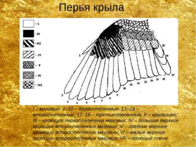 Перья крыла I – маховые: 1–10 – первостепенные, 11–16 – второстепенные, 17–19...