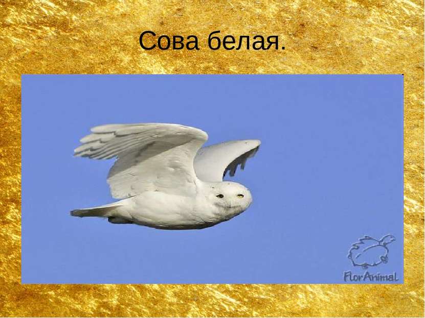 Сова белая.