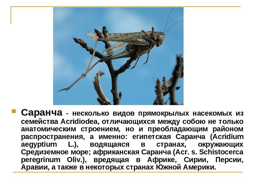 Саранча - несколько видов прямокрылых насекомых из семейства Acridiodea, отли...