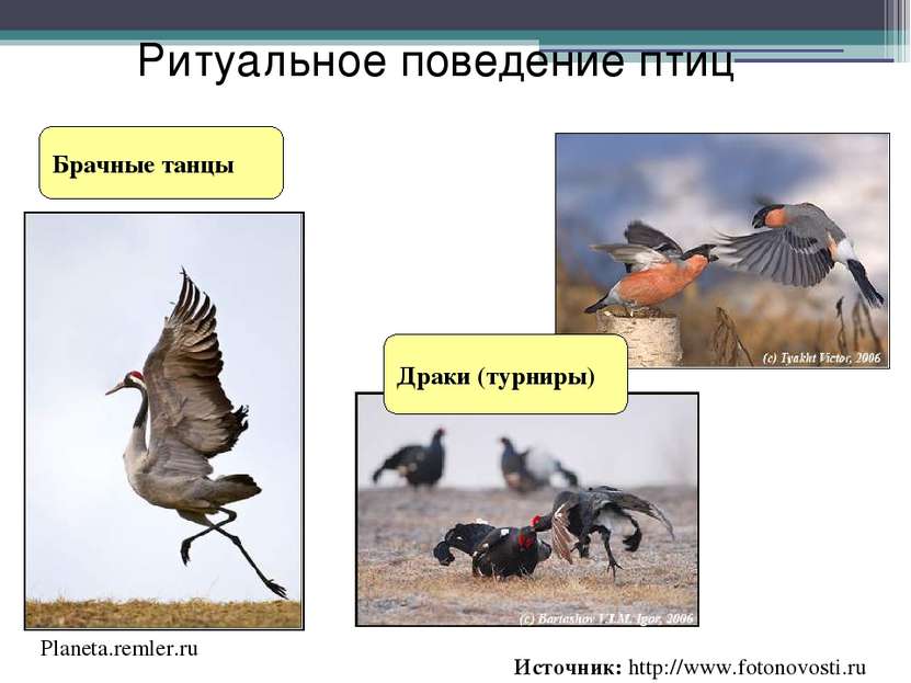 Брачные танцы Ритуальное поведение птиц Planeta.remler.ru Источник: http://ww...