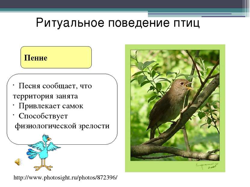 Пение Ритуальное поведение птиц http://www.photosight.ru/photos/872396/ Песня...