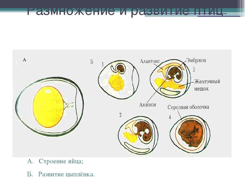 Размножение и развитие птиц А. Строение яйца; Б. Развитие цыплёнка. А