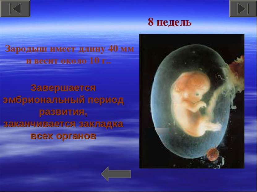 Завершается эмбриональный период развития, заканчивается закладка всех органо...