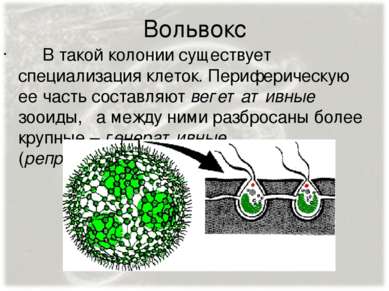 Вольвокс В такой колонии существует специализация клеток. Периферическую ее ч...