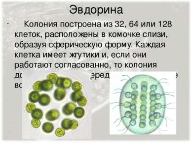 Эвдорина Колония построена из 32, 64 или 128 клеток, расположены в комочке сл...
